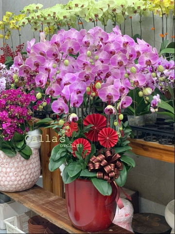 CHẬU 10 CÀNH HỒ ĐIỆP HỒNG GÂN