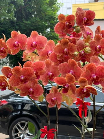 CHẬU 5 CÀNH CAM GÂN MIX TIỂU CẢNH