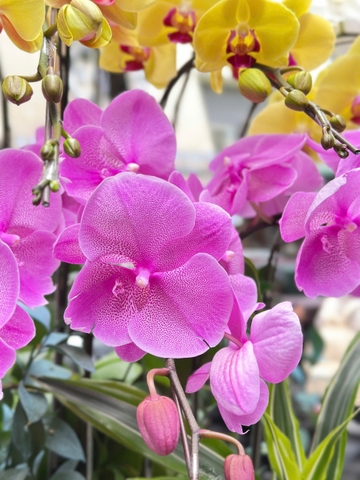 CHẬU LAN 15 CÀNH MIX TIỂU CẢNH