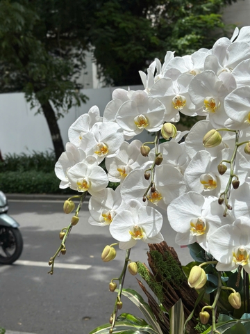 CHẬU HỒ ĐIỆP 8 CÀNH TRẮNG MIX TIỂU CẢNH