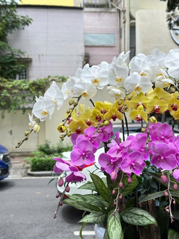 CHẬU LAN 15 CÀNH MIX TIỂU CẢNH