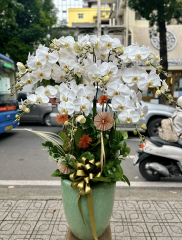 CHẬU 12 CÀNH HỒ ĐIỆP TRẮNG