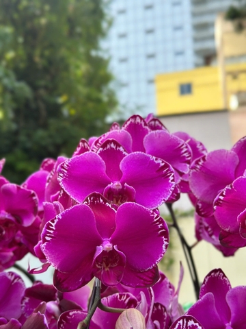 CHẬU HỒ ĐIỆP 20 CÀNH TÍM ĐỘT BIẾN