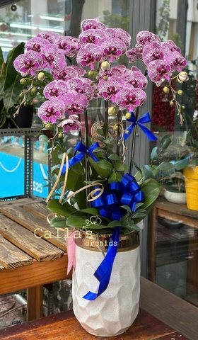 CHẬU LAN HỒ ĐIỆP 5 CÀNH HỒNG GÂN