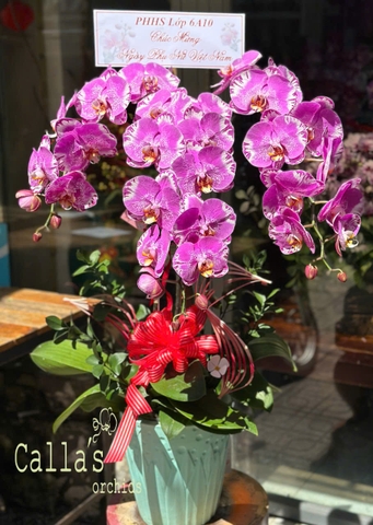 CHẬU HỒ ĐIỆP 3 CÀNH HỒNG TIA CHỚP