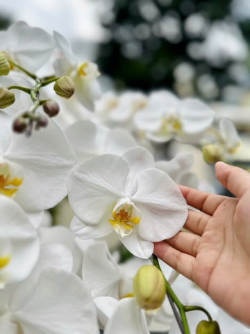 CHẬU 20 CÀNH HỒ ĐIỆP TRẮNG