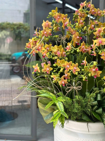 CHẬU LAN TIỂU HỒ ĐIỆP VÀNG MIX TIỂU CẢNH