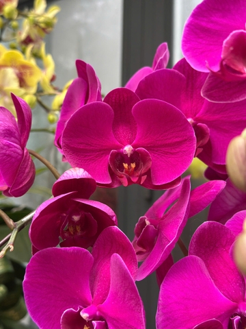 CHẬU 7 CÀNH HỒ ĐIỆP TÍM