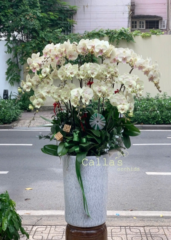 CHẬU 20 CÀNH HỒ ĐIỆP VÀNG ĐỘT BIẾN