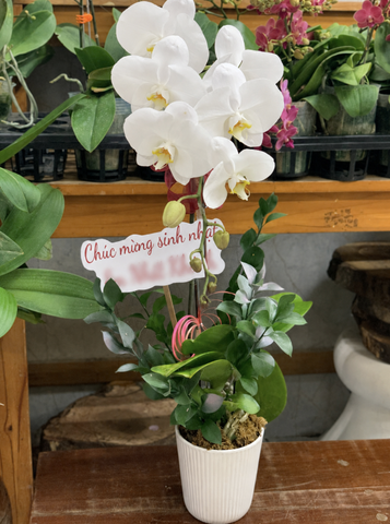 CHẬU 1 CÀNH HỒ ĐIỆP TRẮNG