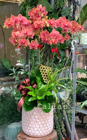 CHẬU 5 CÀNH HỒ ĐIỆP CAM GÂN