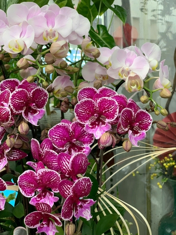 CHẬU HỒ ĐIỆP 5 GỐC 10 CÀNH MINI MIX