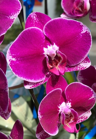 CHẬU 3 CÀNH HỒ ĐIỆP TÍM