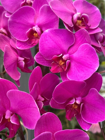 CHẬU 5 CÀNH HỒ ĐIỆP TÍM