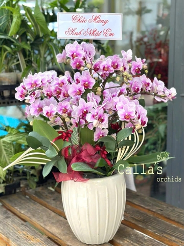CHẬU LAN 3 GỐC 6 CÀNH MINI HỒNG