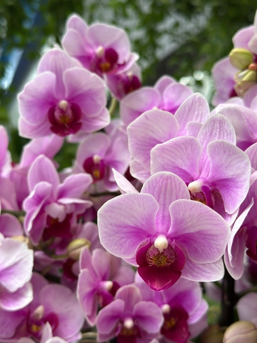 CHẬU 10 GỐC HỒ ĐIỆP MINI HỒNG