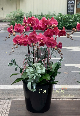 CHẬU 7 CÀNH HỒ ĐIỆP CAM
