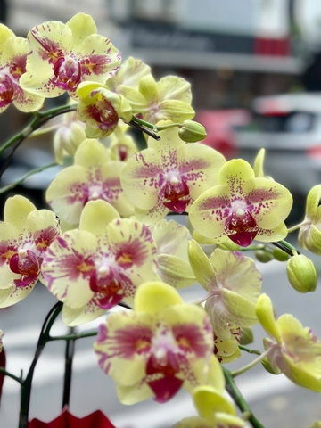 CHẬU 6 CÀNH HỒ ĐIỆP VÀNG ĐỘT BIẾN