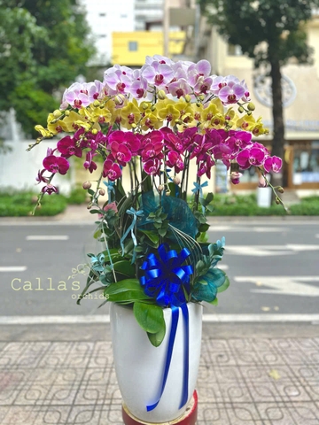CHẬU HỒ ĐIỆP 15 CÀNH MIX TÍM ĐỘT BIẾN - VÀNG - TRẮNG LƯỠI ĐỎ