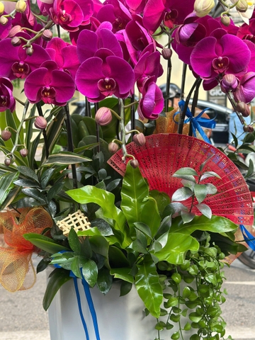 CHẬU 16 CÀNH HỒ ĐIỆP TRẮNG MIX TÍM