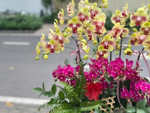 CHẬU 8 CÀNH HỒ ĐIỆP VÀNG ĐỘT BIẾN MIX MINI ĐỎ RƯỢU