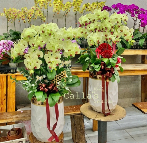 CHẬU HỒ ĐIỆP 10 CÀNH XANH CỐM