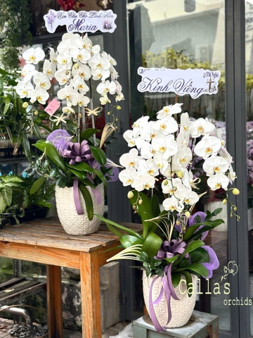 CHẬU LAN VIẾNG 4 CÀNH TRẮNG