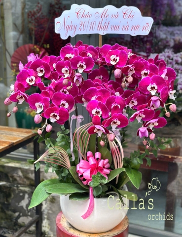 CHẬU 7 CÀNH HỒ ĐIỆP TÍM