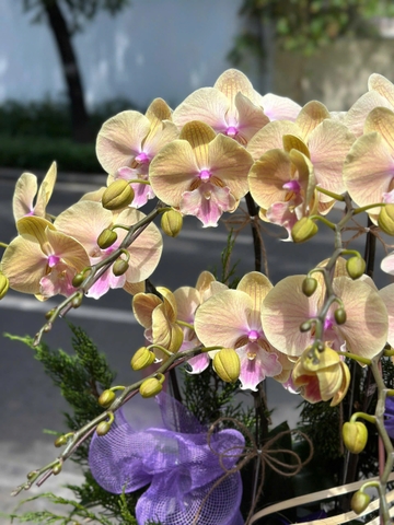 CHẬU LAN 6 CÀNH VÀNG ĐỘT BIẾN