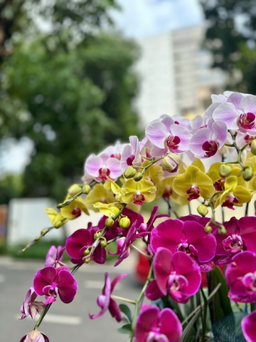 CHẬU HỒ ĐIỆP 15 CÀNH MIX TÍM ĐỘT BIẾN - VÀNG - TRẮNG LƯỠI ĐỎ