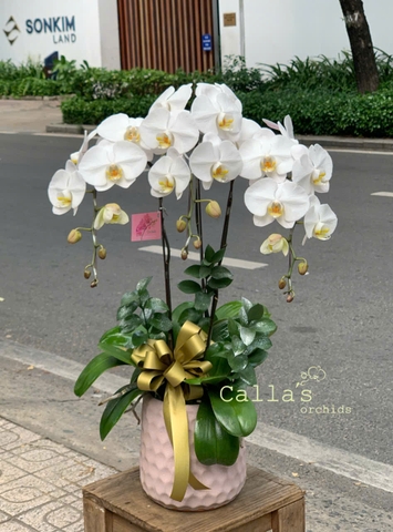 CHẬU 3 CÀNH HỒ ĐIỆP TRẮNG