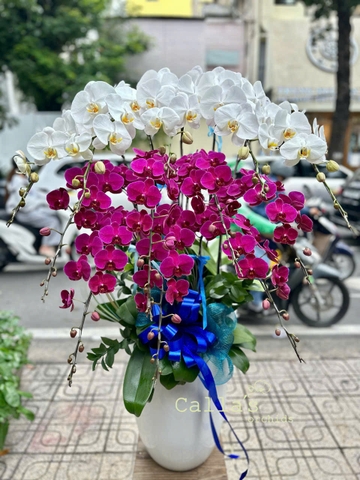 CHẬU HỒ ĐIỆP 12 CÀNH TRẮNG MIX TÍM