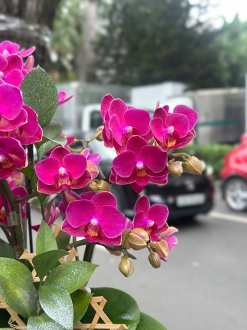 CHẬU HỒ ĐIỆP 3 GỐC 6 CÀNH MINI ĐỎ RƯỢU