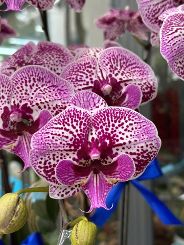 CHẬU LAN HỒ ĐIỆP 5 CÀNH HỒNG GÂN