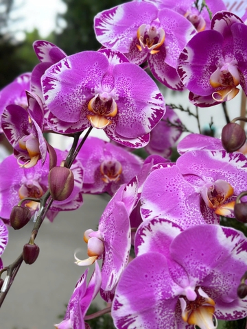 CHẬU LAN HỒ ĐIỆP 7 CÀNH HỒNG ĐỘT BIẾN