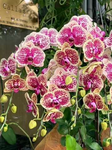 CHẬU 5 CÀNH HỒ ĐIỆP VÀNG ĐỘT BIẾN