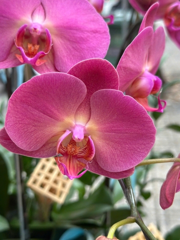 CHẬU LAN HỒ ĐIỆP 7 CÀNH HỒNG TRƠN
