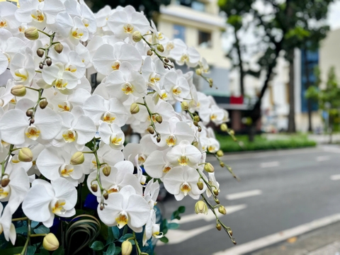 CHẬU 20 CÀNH HỒ ĐIỆP TRẮNG