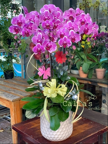 CHẬU HỒ ĐIỆP 5 CÀNH HỒNG ĐỘT BIẾN