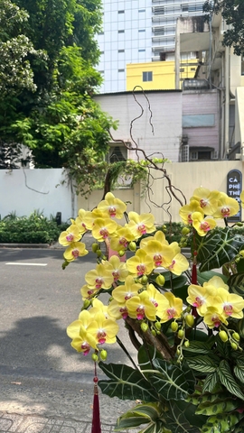 CHẬU LAN THIẾT KẾ - HỒ ĐIỆP VÀNG