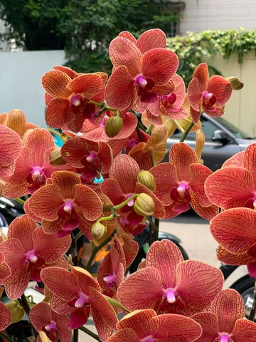 CHẬU 5 CÀNH CAM GÂN MIX TIỂU CẢNH