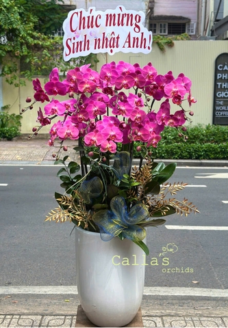 CHẬU LAN 12 CÀNH HỒNG TRƠN