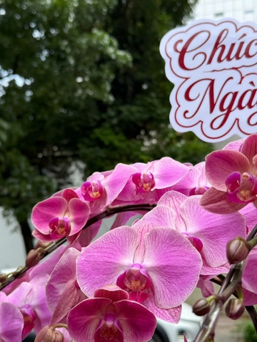 CHẬU LAN HỒ ĐIỆP 10 CÀNH HỒNG GÂN