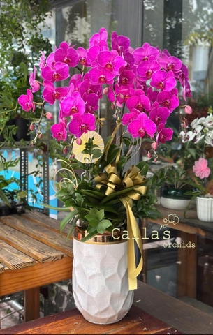 CHẬU 5 CÀNH HỒ ĐIỆP TÍM