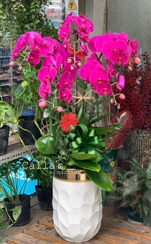 CHẬU 5 CÀNH HỒ ĐIỆP TÍM