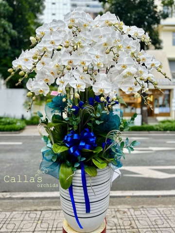 CHẬU 20 CÀNH HỒ ĐIỆP TRẮNG