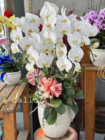 CHẬU 5 CÀNH HỒ ĐIỆP TRẮNG