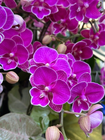 CHẬU LAN HỒ ĐIỆP 50 CÀNH MIX TIỂU CẢNH