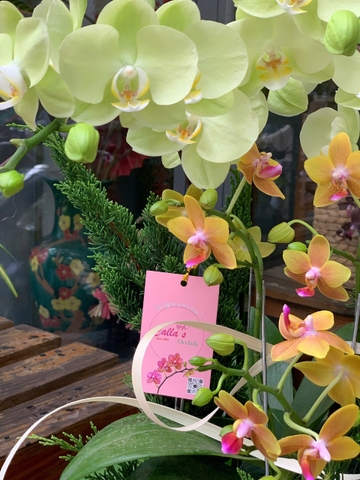 CHẬU LAN HỒ ĐIỆP 3 XANH SIZE TRUNG MIX 2 MINI VÀNG