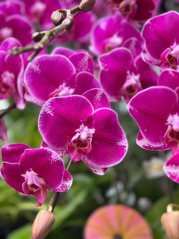 CHẬU HỒ ĐIỆP 20 CÀNH TÍM ĐỘT BIẾN